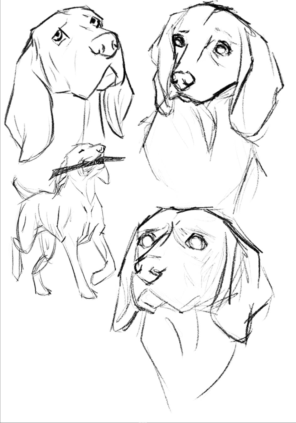 Sketches of hound dogs